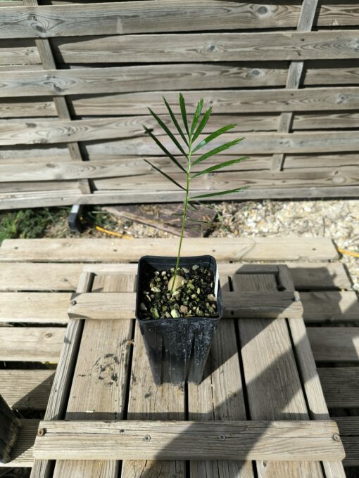 Macrozamia cardiacensis - Image 3