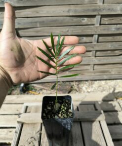 Alternative view of Macrozamia cardiacensis