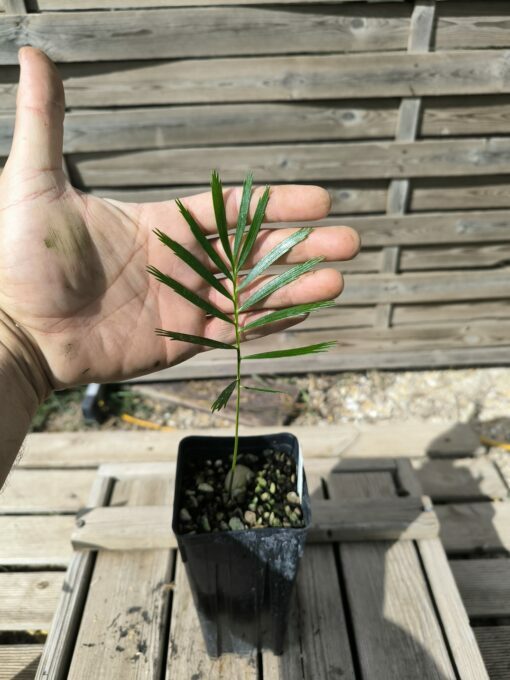Macrozamia cardiacensis - Image 2