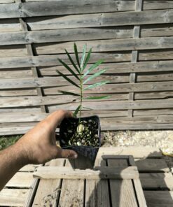 Macrozamia cardiacensis