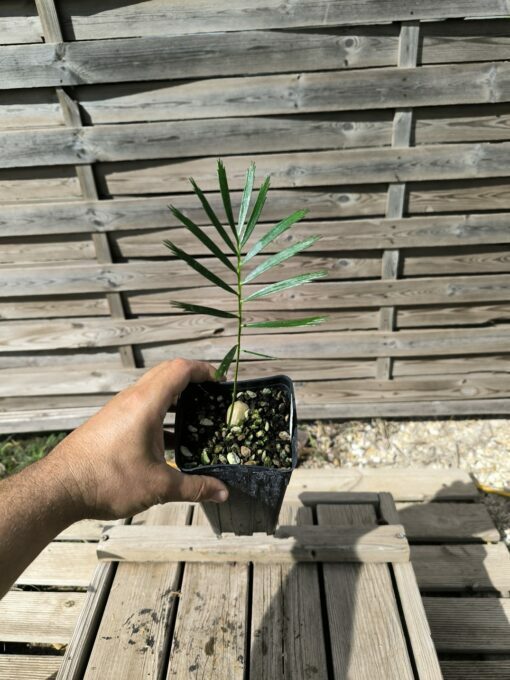 Macrozamia cardiacensis