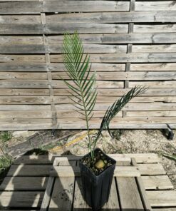 Macrozamia macdonnellii