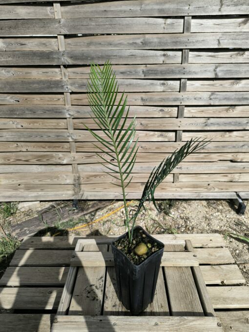 Macrozamia macdonnellii