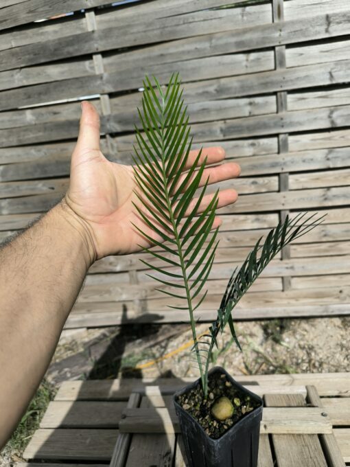 Macrozamia macdonnellii - Image 7