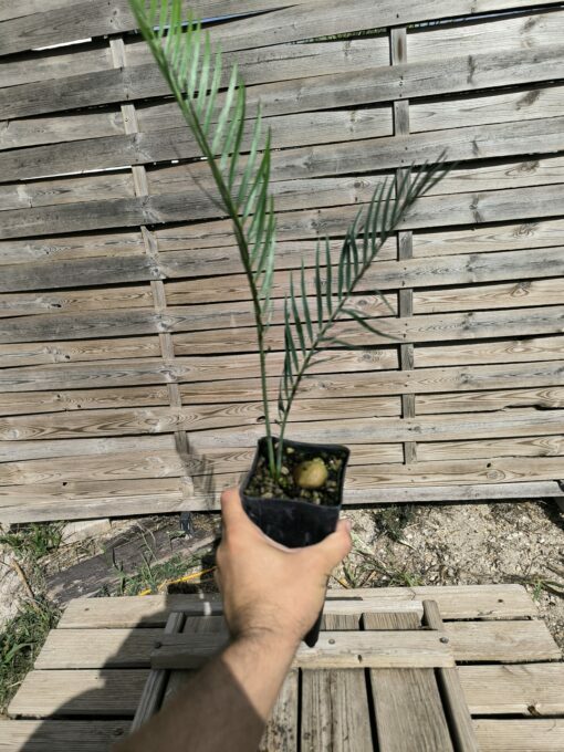 Macrozamia macdonnellii - Image 6