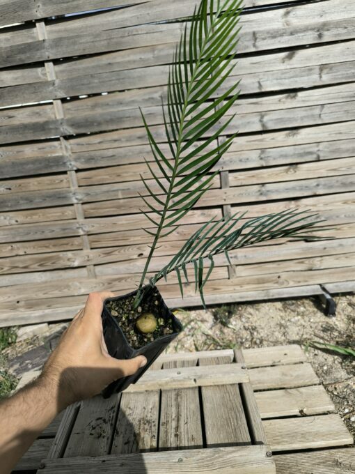 Macrozamia macdonnellii - Image 5