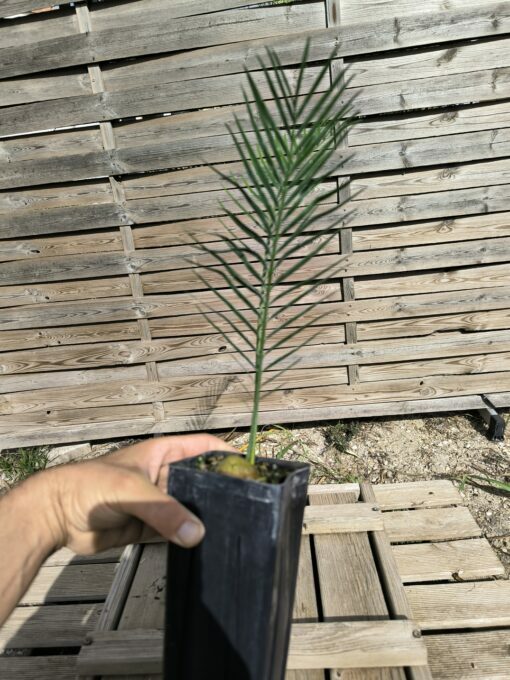 Macrozamia macdonnellii - Image 4
