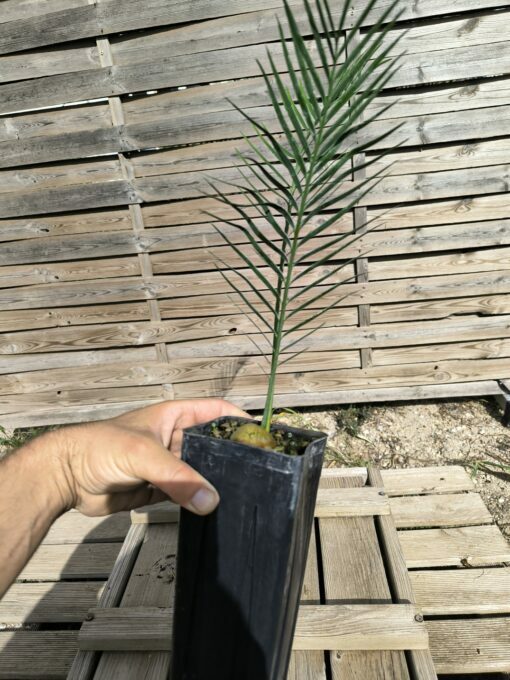 Macrozamia macdonnellii - Image 3