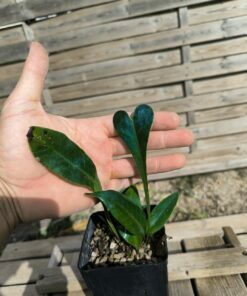 Microsorum siamensis