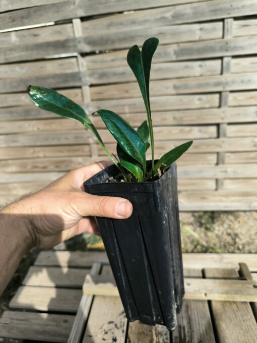 Microsorum siamensis - Image 4