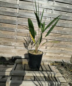 Alternative view of Trachycarpus nanus