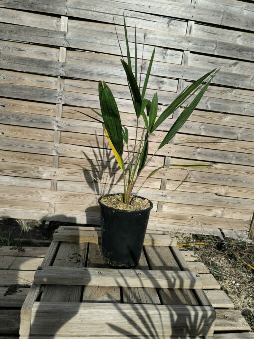 Trachycarpus nanus - Image 2