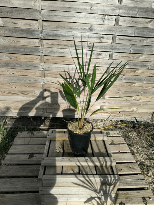 Trachycarpus nanus - Image 3