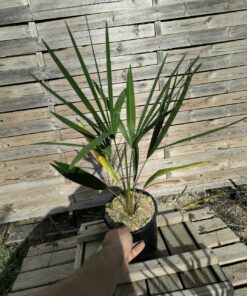 Trachycarpus nanus