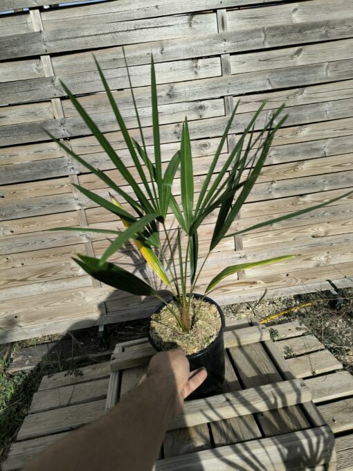 Trachycarpus nanus