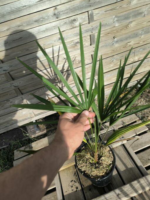 Trachycarpus nanus - Image 5
