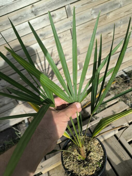 Trachycarpus nanus - Image 6
