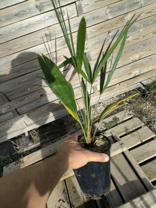 Trachycarpus nanus - Image 7