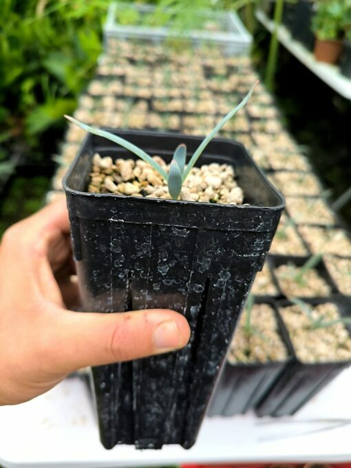 Welwitschia mirabilis 1,4L - Image 7
