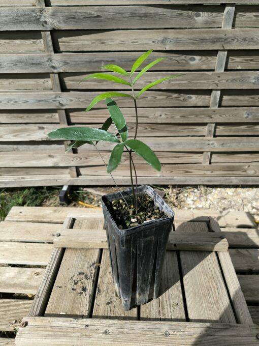 Zamia sp. Baracoa x sp. Jamaican Giant Hybrid – Image 2