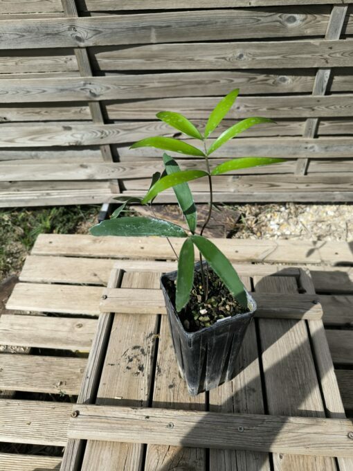Zamia sp. Baracoa x sp. Jamaican Giant Hybrid – Image 3