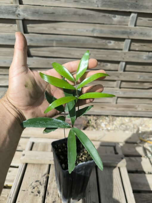 Zamia sp. Baracoa x sp. Jamaican Giant Hybrid – Image 4