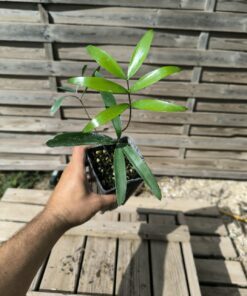 Zamia sp. Baracoa x sp. Jamaican Giant Hybrid