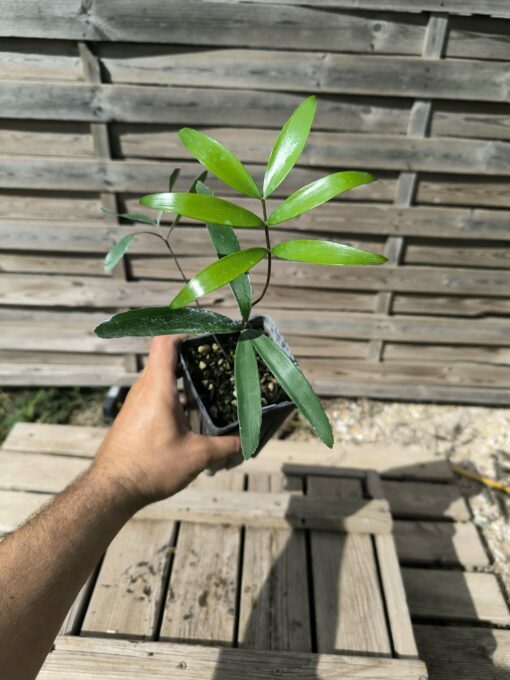 Zamia sp. Baracoa x sp. Jamaican Giant Hybrid
