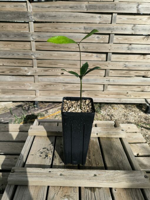 Zamia variegata - Image 3