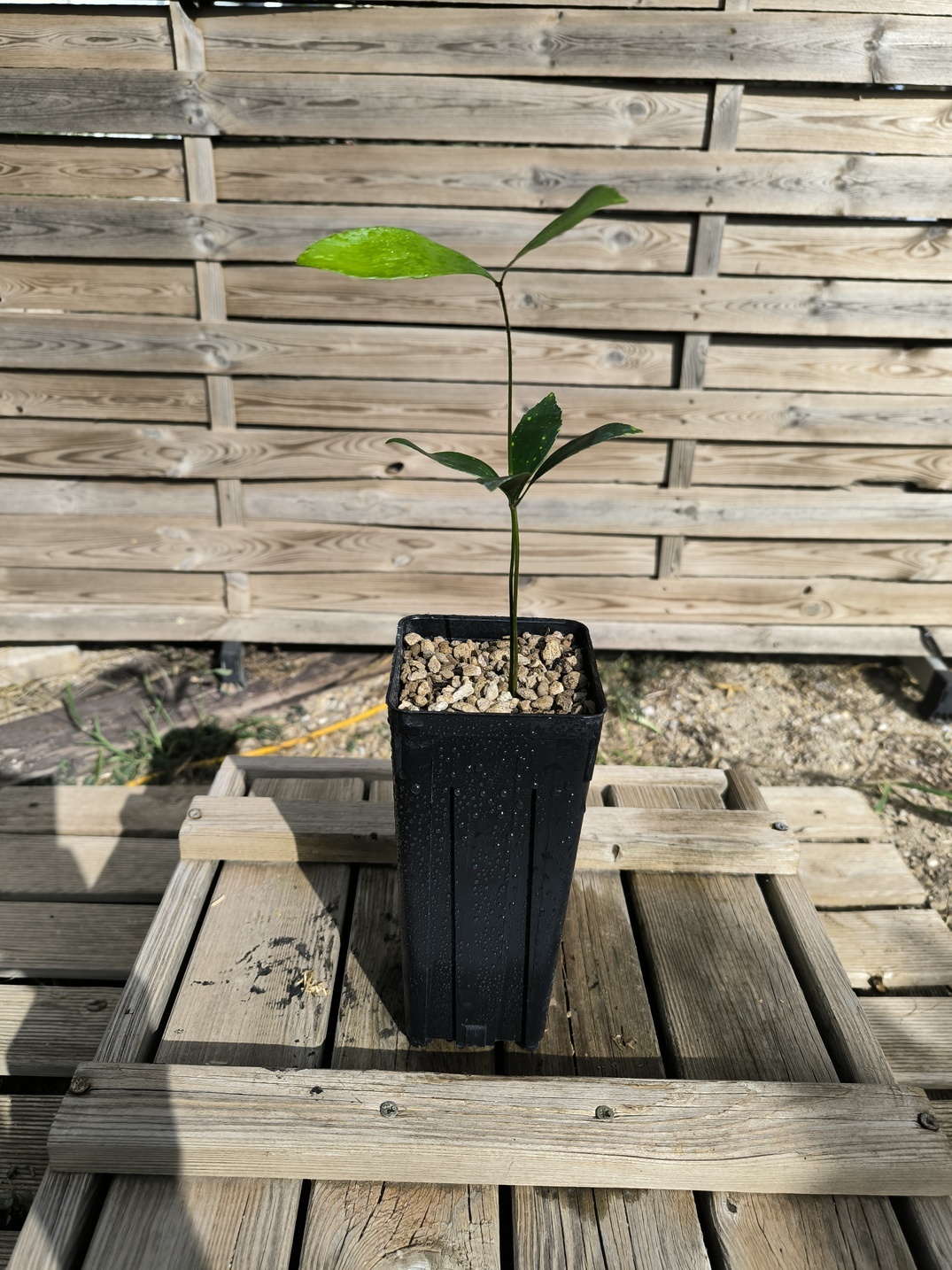 Zamia variegata - Image 3