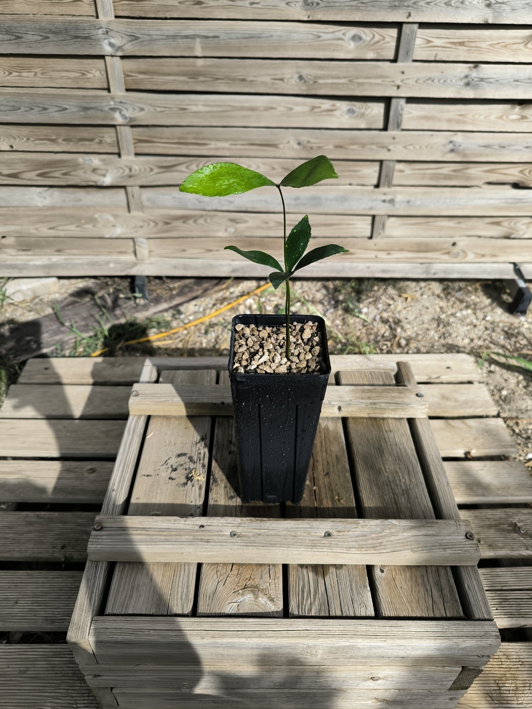 Zamia variegata - Image 4