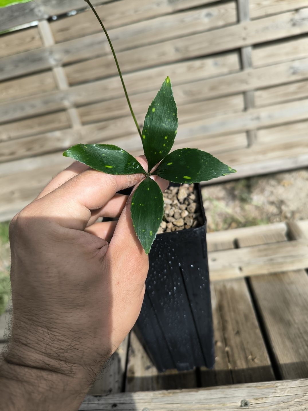 Zamia variegata - Image 6