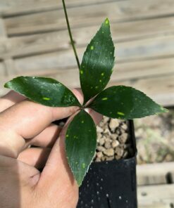 Zamia variegata
