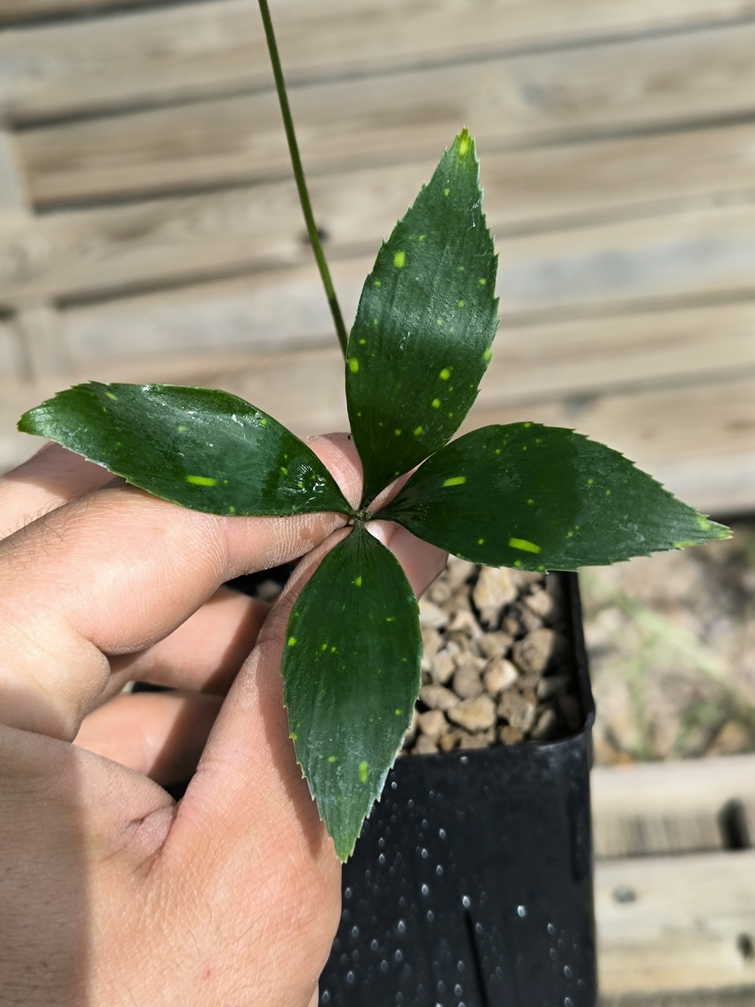 Zamia variegata