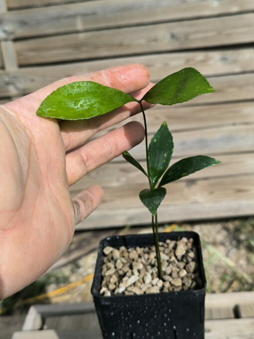 Zamia variegata - Image 7