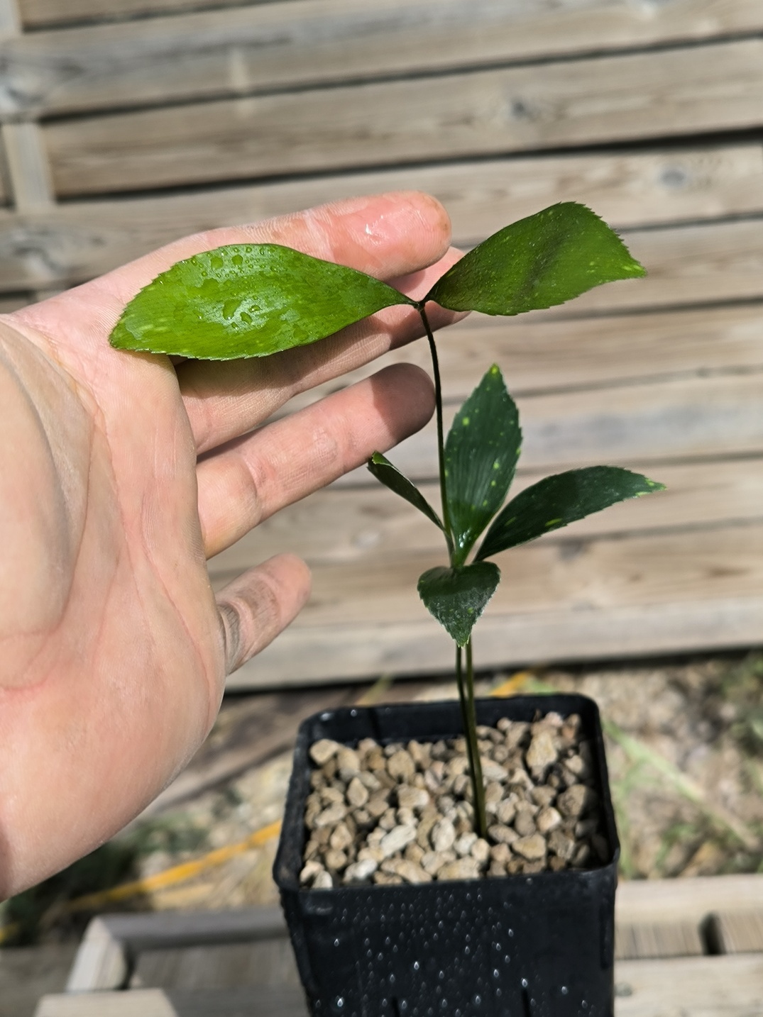 Zamia variegata - Image 7