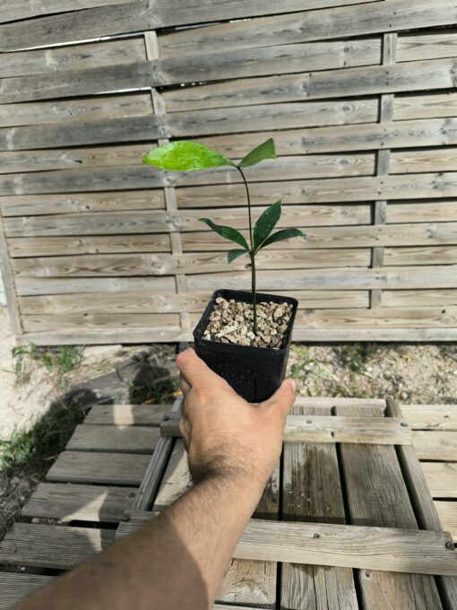 Zamia variegata - Image 8