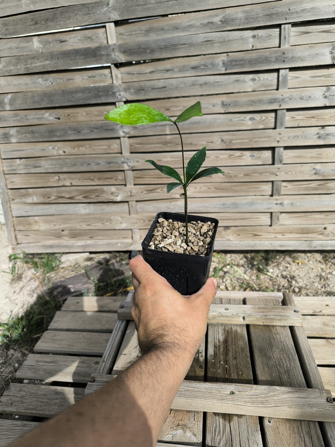 Zamia variegata - Image 8