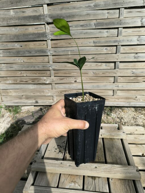Zamia variegata - Image 9