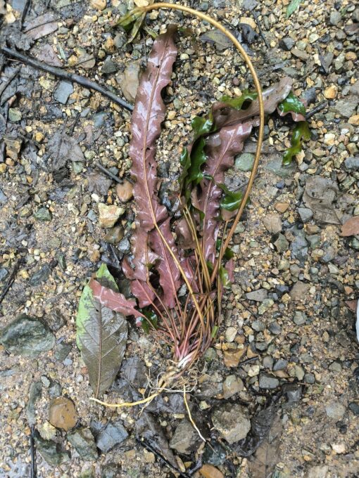 Barclaya longifolia (Khammouane, Laos) 2 bulbilles