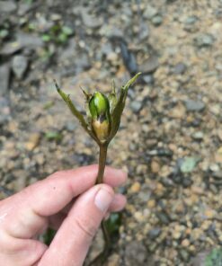 Alternative view of Barclaya longifolia (Khammouane, Laos) 2 bulbilles