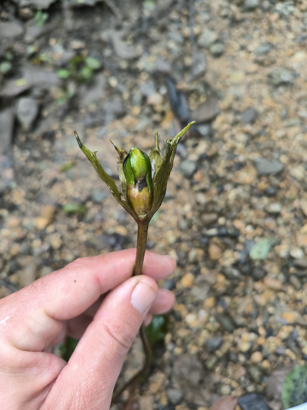 Barclaya longifolia (Khammouane, Laos) 2 bulbilles – Image 2