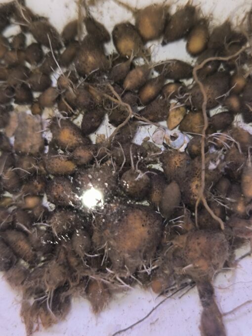 Barclaya longifolia (Khammouane, Laos) 2 bulbilles – Image 3