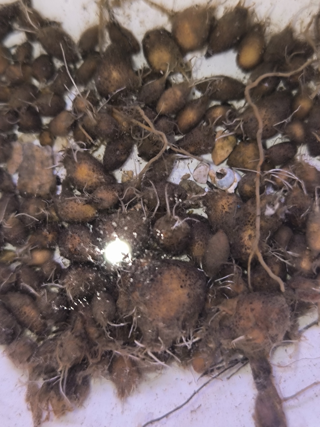 Barclaya longifolia (Khammouane, Laos) 2 bulbilles – Image 3