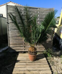 Cycas panzhihuaensis 25-30cm B