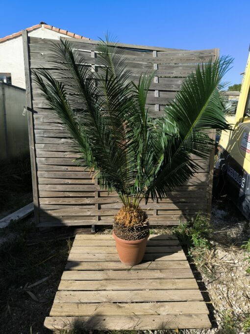 Cycas panzhihuaensis 25-30cm B