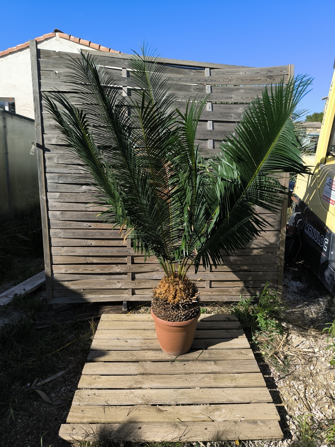 Cycas panzhihuaensis 25-30cm B