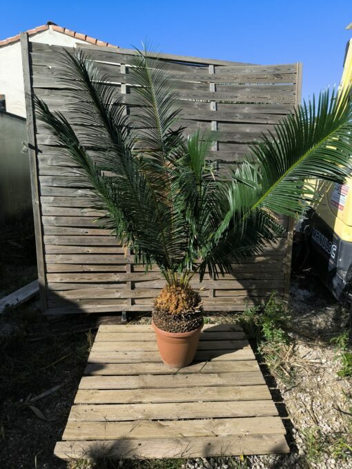 Cycas panzhihuaensis 25-30cm B – Image 6