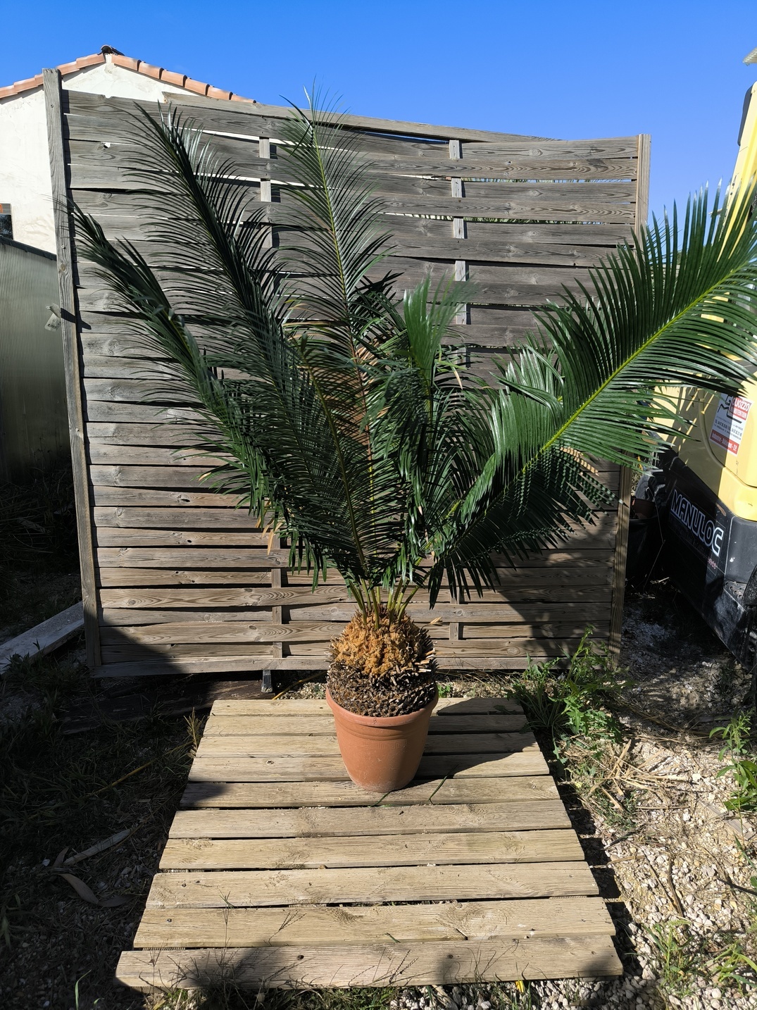 Cycas panzhihuaensis 25-30cm B – Image 6