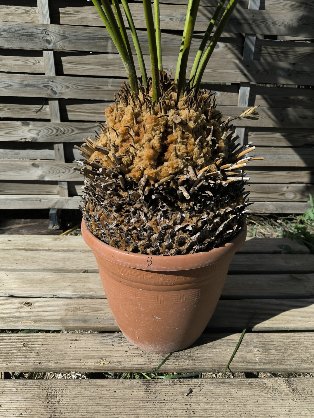Cycas panzhihuaensis 25-30cm B – Image 4